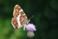 The map butterfly, Araschnia levana prorsa Royalty Free Stock Photo