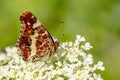 Map Butterfly - Araschnia levana, small beautiful brushfoot butterfly