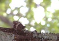 Araschnia levana butterfly on a oak branch and lichen with the same colors, map butterfly