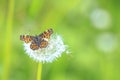 The Map butterfly, Araschnia levana, Springtime brood