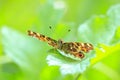 The Map butterfly, Araschnia levana, Springtime brood