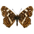 Map butterfly (Araschnia levana