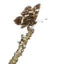 Map butterfly landed on a branch, Araschnia levana, isolated Royalty Free Stock Photo