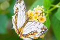 Map butterfly on yellow flower