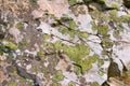 Map lichen Royalty Free Stock Photo