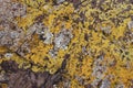 Map lichen in Australia Royalty Free Stock Photo