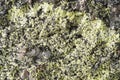 Map Lichen Royalty Free Stock Photo