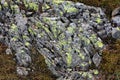 Map lichen in Norway Royalty Free Stock Photo