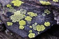 Map lichen Royalty Free Stock Photo