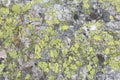 Map lichen Royalty Free Stock Photo