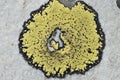 Map lichen on rock in french Alps Royalty Free Stock Photo