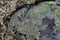 Map lichen on a rock Royalty Free Stock Photo