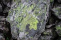 The map lichens / Rhizocarpon geographicum on the rock on the Sharr mountain