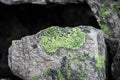 The map lichens / Rhizocarpon geographicum on the rock on the Sharr mountain