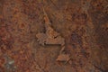 Map of Newfoundland and Labrador on rusty metal Royalty Free Stock Photo
