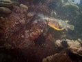 Map Puffer, Arothron mappa, or Scribbled toadfish, at a coral reef, Puerto Galera, Philippines Royalty Free Stock Photo