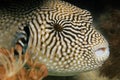 Map Pufferfish Royalty Free Stock Photo