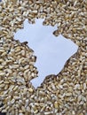 map of the territory of Brazil in white and background with grains of corn