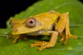 Map tree frog, Hypsiboas geographicus Royalty Free Stock Photo