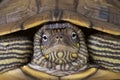 Map turtle / Graptemys ouachitensis Royalty Free Stock Photo