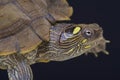 Map turtle / Graptemys ouachitensis Royalty Free Stock Photo