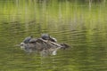 Eastern Painted Turtles Basking on a Log Royalty Free Stock Photo