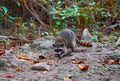 Mapache wild raccoon in Riviera Maya