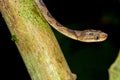 Mapepire Corde Violon, Blunthead Tree Snake, Imantodes cenchoa, Tropical Rainforest, Corcovado National Park Royalty Free Stock Photo