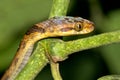 Mapepire Corde Violon, Corcovado National Park, Costa Rica Royalty Free Stock Photo