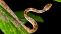 Mapepire Corde Violon, Corcovado National Park, Costa Rica Royalty Free Stock Photo