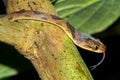 Mapepire Corde Violon, Corcovado National Park, Costa Rica Royalty Free Stock Photo