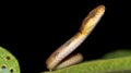 Mapepire Corde Violon, Corcovado National Park, Costa Rica Royalty Free Stock Photo