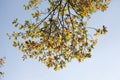 Maple (Acer ), golden yellow fall leaves hanging from a tree Royalty Free Stock Photo