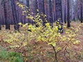 Maple  Acer negundo in the autumn forest. Bright yellow leaves with a thin cord - a cheerful and joyful mood. Royalty Free Stock Photo