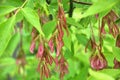 Maple Acer negundo grows in nature