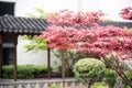 Maple(Acer palmatum Thunb)