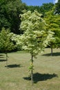 Maple acutifoliate Drummonda (Acer platanoides Drummondii) Royalty Free Stock Photo