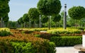 Maple alley Acer platanoides Globosum with trimmed cherry laurel bushes, photinia and yellow-leaved Physocarpus opulifolius