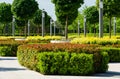 Maple alley Acer platanoides Globosum with trimmed cherry laurel bushes, photinia and yellow-leaved Physocarpus opulifolius