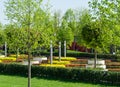 Maple alley in French garden in public landscape city park `Krasnodar` or `Galitsky park`. ÃÂ¡ircular benches around maple trees