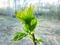 maple ash (Acer negundo) threw out green leaves Royalty Free Stock Photo