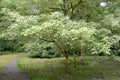 Maple ash-leaved silvery and motley Acer negundo L. in the park Royalty Free Stock Photo