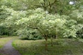 Maple ash-leaved silvery and motley Acer negundo L. in the park