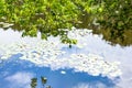 Maple ash tree over pond overgrown by water lily Royalty Free Stock Photo