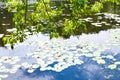 Maple ash tree over river overgrown by water lily Royalty Free Stock Photo