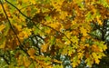 Maple Autum Colors Royalty Free Stock Photo