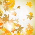 Maple autumn background