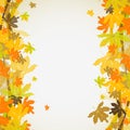 Maple autumn background, vector