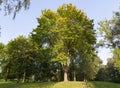 maple in autumn Royalty Free Stock Photo