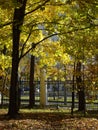 Maple, autumn maple foliage against the sky, selective focus